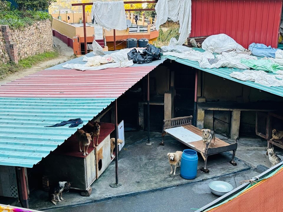 Bhaumik Pashu Suraksha Samiti, Almora