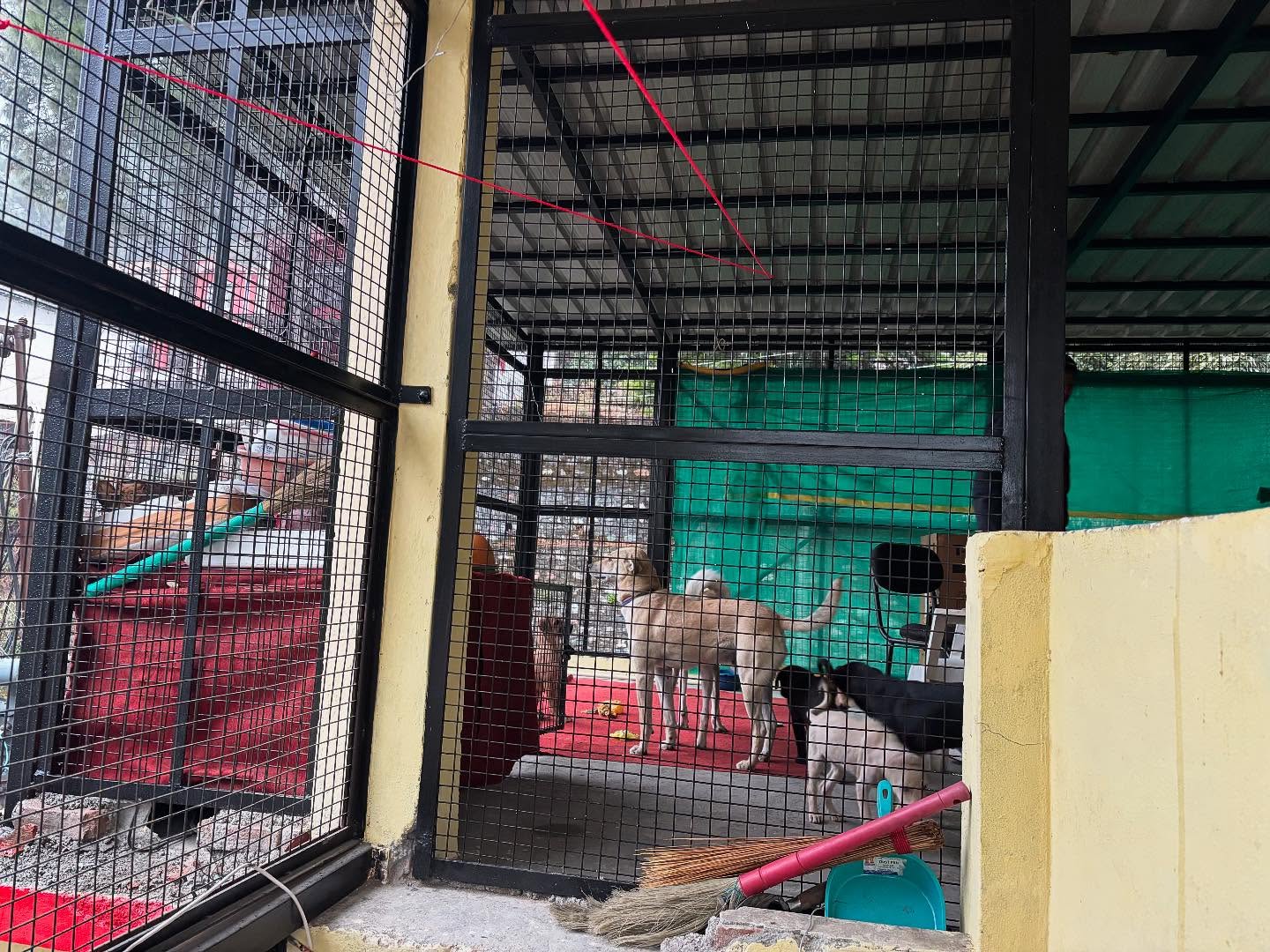 Anahat Dog Shelter, Bhowali