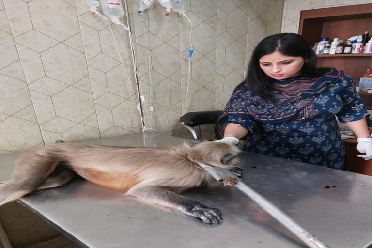 Animal Care Programme