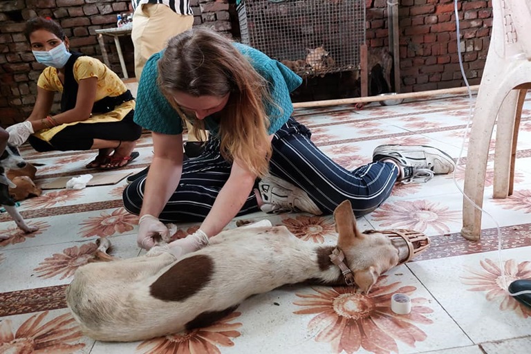 Animal Welfare, Uttarakhand