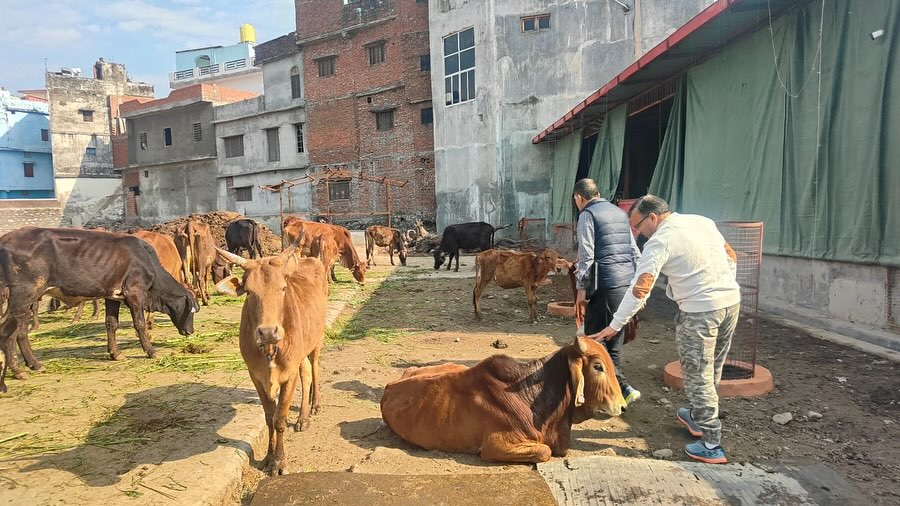 Nagar Nigam Gaushala
